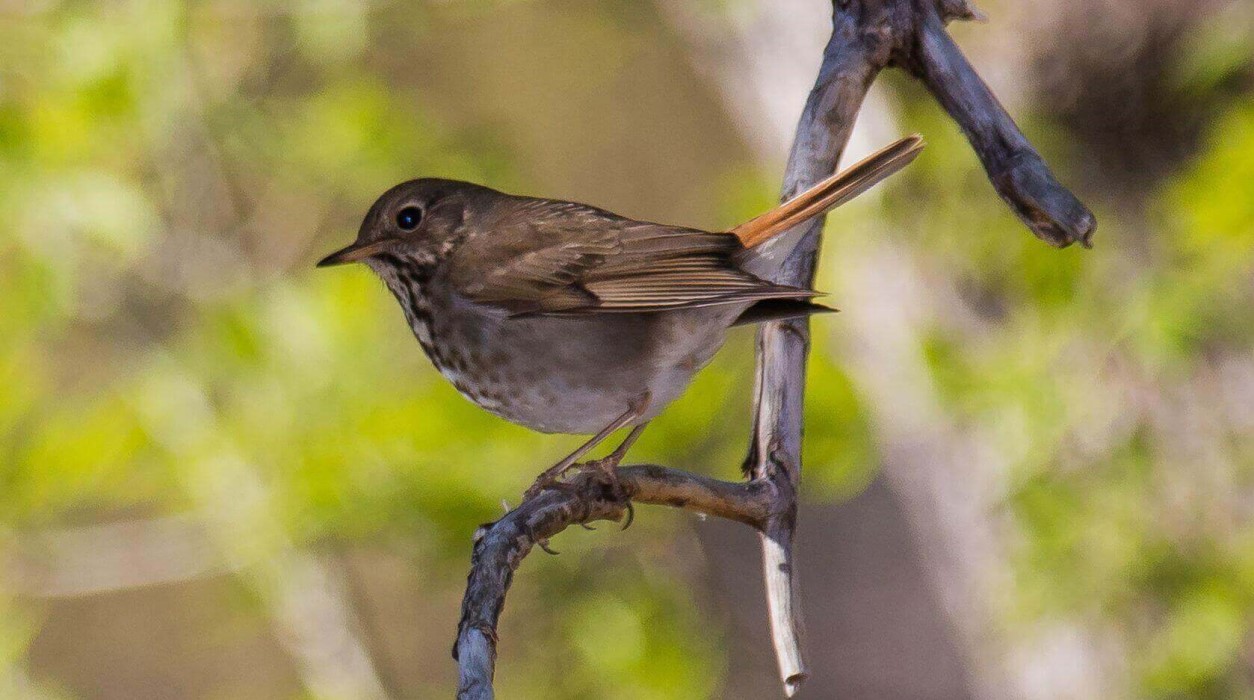 MagMod MagBeam Wildlife Kit